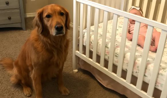 Camera Caught Why Our Dog Barked at the Nanny