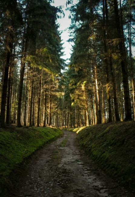 Father-Son Camping Trip Turns into a Nightmare After Son Vanishes in Dark Forest 2 Father-Son Bonding, Camping Adventures, Outdoor Survival, Family Stories, Nature Experiences, Lost in the Woods, Parenting Lessons, Adventure Stories, Emotional Journey, Wilderness Safety, Camping Tips, Bonding Activities, Nighttime Adventures, Life Lessons,